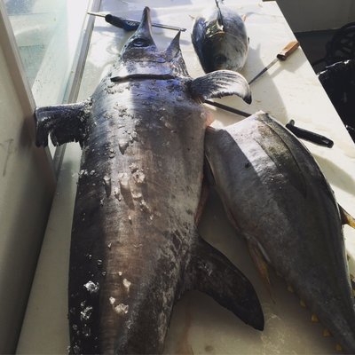 Local 130 Seafood by null