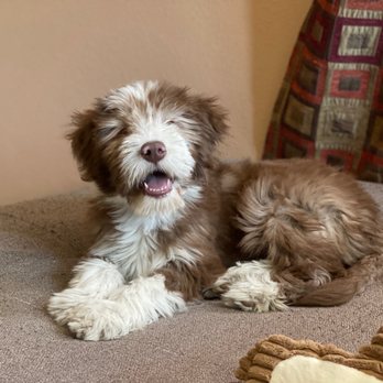 Healthy Tails - Bali, my puppy. - Pet Stores Near Me - Reno, Nevada Healthy Tails - Bali, my puppy. - Pet Stores Near Me - Reno, Nevada