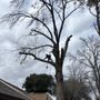 Shanes Just Tree's