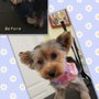 Photo of Pawzitively Pampering Pooches