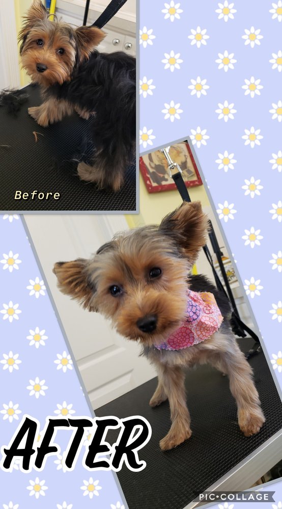 Pawzitively Pampering Pooches Image