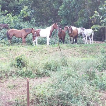 Wailea Horseback Adventure - Horseback Riding Near Me - Hakalau, Hawaii