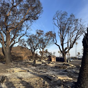 Absolute Tree Surgeons - Tree Services Near Me - Pacoima, California