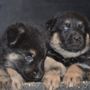 Photo of White Star Kennel German Shepherds