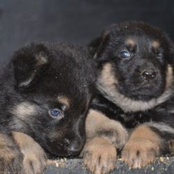 White Star Kennel German Shepherds
