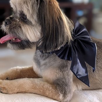 Leashes Pet Salon - #Maya - Pet Groomers Near Me - North Las Vegas, Nevada Leashes Pet Salon - #Maya - Pet Groomers Near Me - North Las Vegas, Nevada
