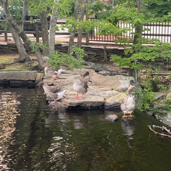 The 1761 Old Mill - Duck pond - American Near Me - Westminster, Massachusetts
