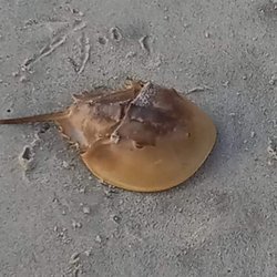 Raycroft Beach