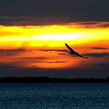 Sunset Escapes - 4 Resident Eagles always a show! - Vacation Rentals Near Me Sunset Escapes - 4 Resident Eagles always a show! - Vacation Rentals Near Me
