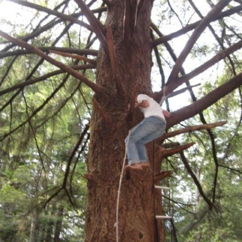 Tree 9 - Local Flavor Near Me - Santa Cruz, California Tree 9 - Local Flavor Near Me - Santa Cruz, California