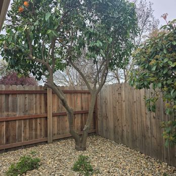 Jaramillo Tree Service - Tree Services Near Me Jaramillo Tree Service - Tree Services Near Me