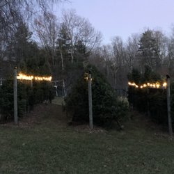 Doggone Farm - Pre-cut Christmas trees from Doggone Farm at night