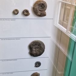 Urweltmuseum für Geologie u. Paläontologie - Fossilien