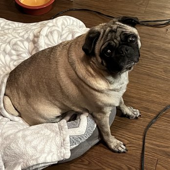 Hatton Veterinary Hospital - Luna Bug 9 yr - Veterinarians Near Me - Elk Grove, California Hatton Veterinary Hospital - Luna Bug 9 yr - Veterinarians Near Me - Elk Grove, California