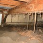 Rapid Pest Solutions