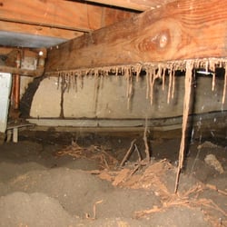 Rapid Pest Solutions - suberranean termites bad infeststation