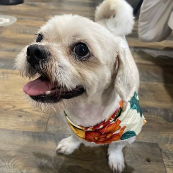 Downtown Dogs - Pet Groomers Near Me - Hilo, Hawaii