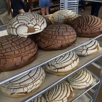 El Bolillo Bakery - Yummy Extra Large Conchas - Bakeries Near Me - Houston, Texas El Bolillo Bakery - Yummy Extra Large Conchas - Bakeries Near Me - Houston, Texas