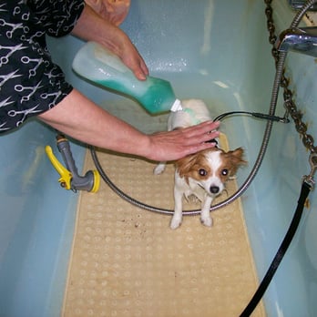 Lindley's Kennel - Pet Sitting Near Me - Piedmont, South Carolina Lindley's Kennel - Pet Sitting Near Me - Piedmont, South Carolina