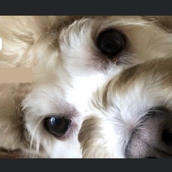 Ohana Pooch - Pet Groomers Near Me - Aiea, Hawaii