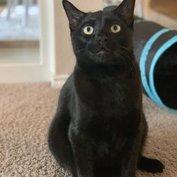Garland Pawsibilities