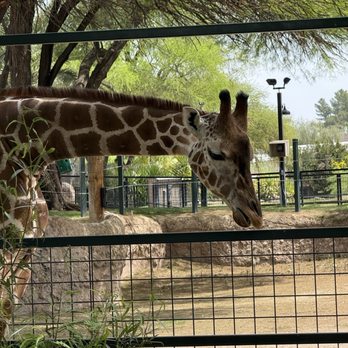 Reid Park Zoo - Zoos Near Me - Tucson, Arizona