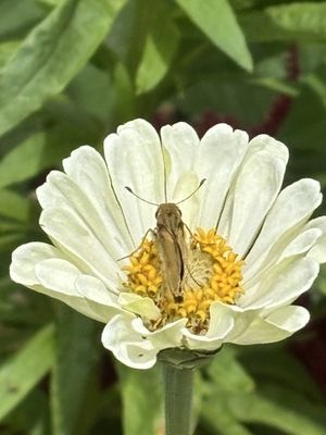 National Capitol Columns by null