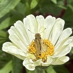 US National Arboretum - Zinnia and pollinator