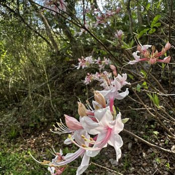 Ravine Gardens State Park - Azeleo - Parks Near Me - Palatka, Florida