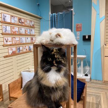 Cat Cafe Moff - Cats are not playful - Themed Cafes Near Me - Honolulu, Hawaii Cat Cafe Moff - Cats are not playful - Themed Cafes Near Me - Honolulu, Hawaii