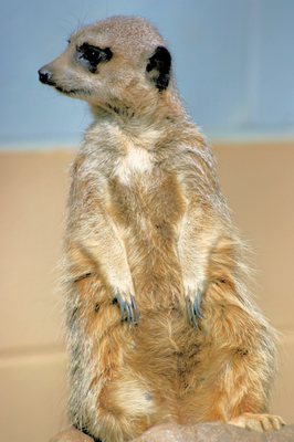 Zoo Atlanta by null