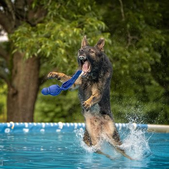 Panoramic Dog Training - Pet Training Near Me Panoramic Dog Training - Pet Training Near Me