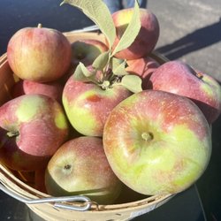 Hillside Apples