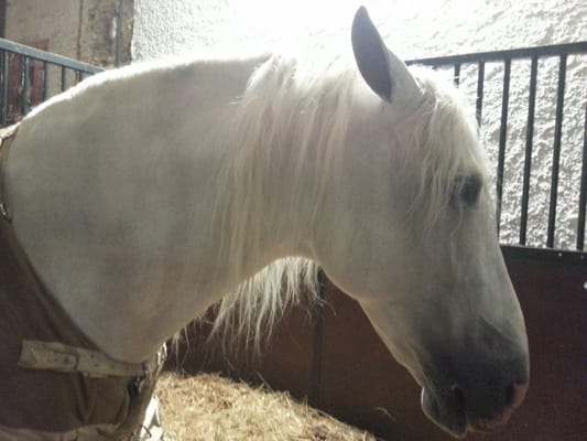 Caballerizas Reales by null