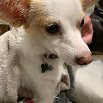 TrueCare for pets - At TrueCare - Veterinarians Near Me - Studio City, California TrueCare for pets - At TrueCare - Veterinarians Near Me - Studio City, California