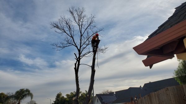 Tree Services - Need Someone to Climb up a Tree?
