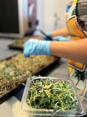 Old Coyote Cafe by null