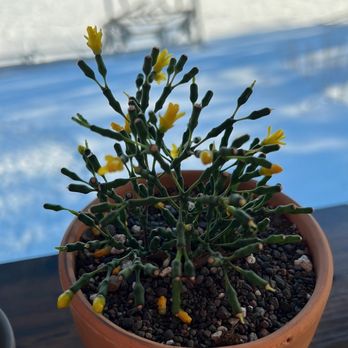 Fractal Cactus - Nurseries & Gardening Near Me - Minneapolis, Minnesota