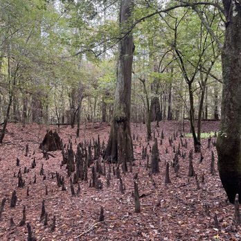 BIG THICKET NATIONAL PRESERVE - Updated December 2025 - 85 Photos