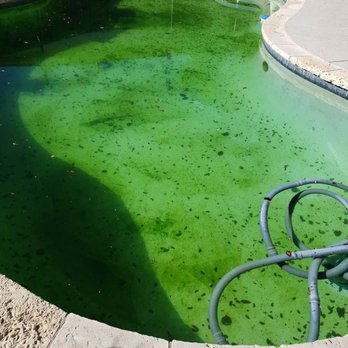 No Worries Pool Care - Spring showers are great for the lawn but not your pool if you are experiencing "Spring Green" in your pool give No Worries Pool Care a call - Pool Cleaners Near Me - Lewisville, Texas No Worries Pool Care - Spring showers are great for the lawn but not your pool if you are experiencing "Spring Green" in your pool give No Worries Pool Care a call - Pool Cleaners Near Me - Lewisville, Texas
