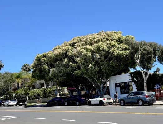 Fig Tree Cafe by null