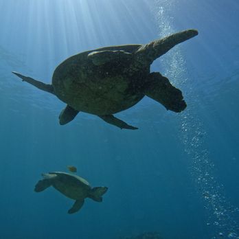 Dive Maui - Scuba Diving Near Me - Lahaina, Hawaii