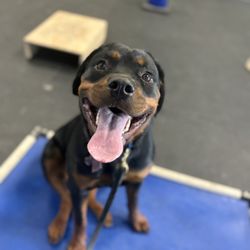 Cali K9