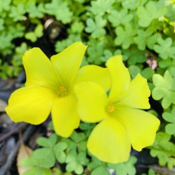 Oak Canyon Nature Center - Happy Yellow flowers love them - Parks Near Me - Anaheim, California