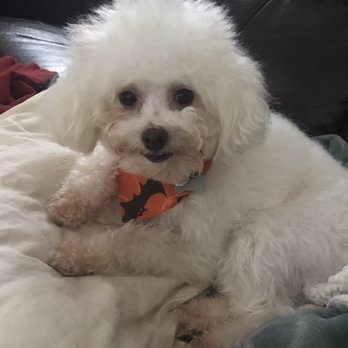 Beyond Grooming - Pet Groomers Near Me - San Marcos, Texas Beyond Grooming - Pet Groomers Near Me - San Marcos, Texas