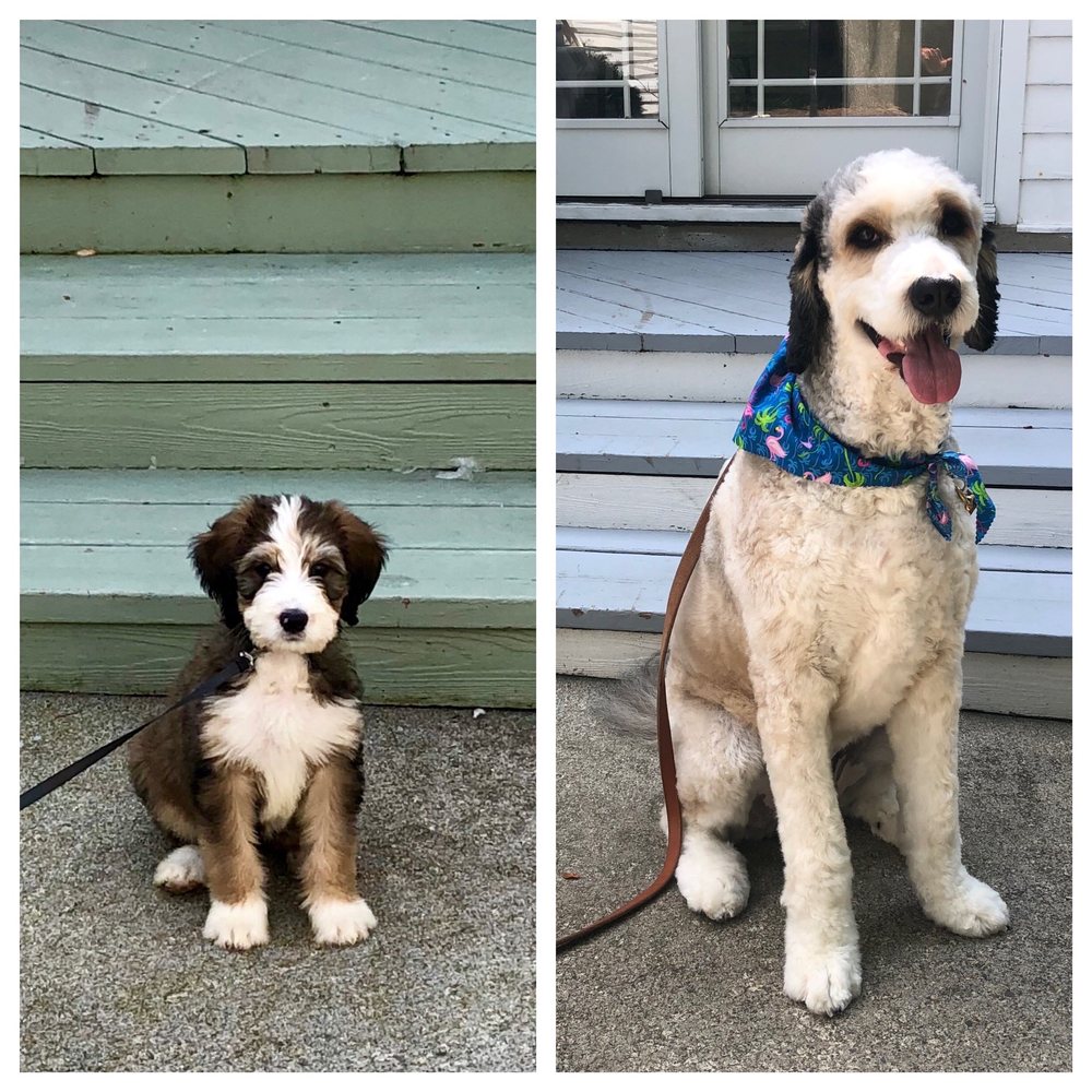 BEST FRIENDS PET GROOMING Updated September 2024 26 Photos & 17