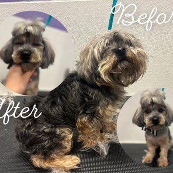 Bow WOW Bathing TX - Pet Groomers Near Me Bow WOW Bathing TX - Pet Groomers Near Me