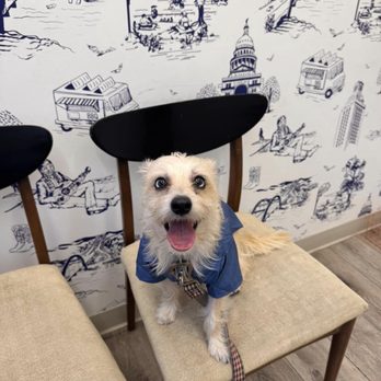 PAZ Veterinary East - Veterinarians Near Me - Austin, Texas