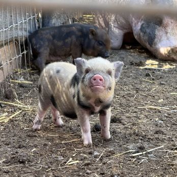 SoCalMiniPigs - Baby!! - Pet Breeders Near Me - Valley Center, California