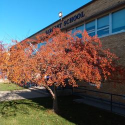 Sargent Elementary School - Another red berry tree in front of the school.